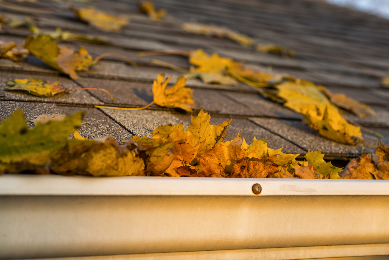 Gutter Cleaning Services